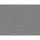 Rat Dorsal Root Ganglion Neurons (rDRGN)